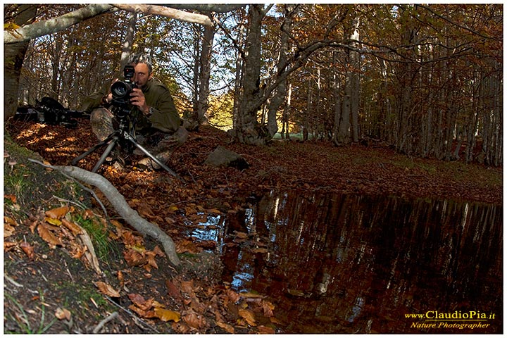 funghi autunno mushrooms fungo claudio pia, fungi, fungus, in val d'aveto, carlo tripepi